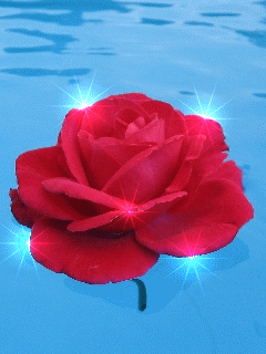 Роза, отражение в воде. Картинки на телефон 240х320.