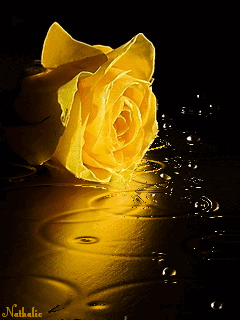 Желтая роза под дождем. Большие сенсорные телефоны картинки.