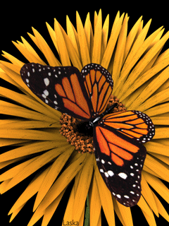 Бабочка на желтом цветке. Картинки на телефон 240х320 анимация.